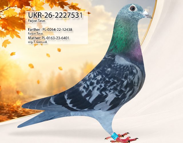 UKR-26-2227531 531