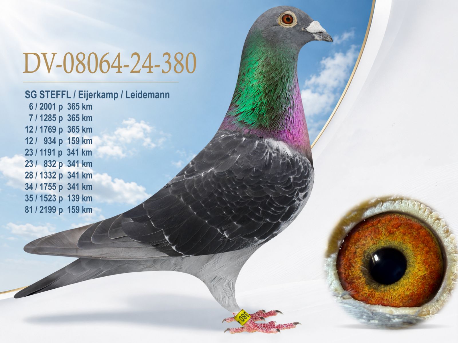 DV-08064-24-380 SG STEFFL / Eijerkamp / Leidemann