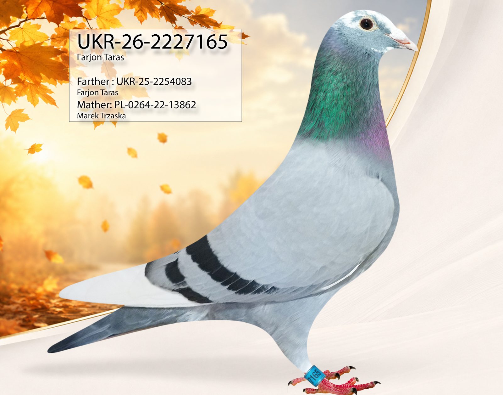 Лот 1 «165»