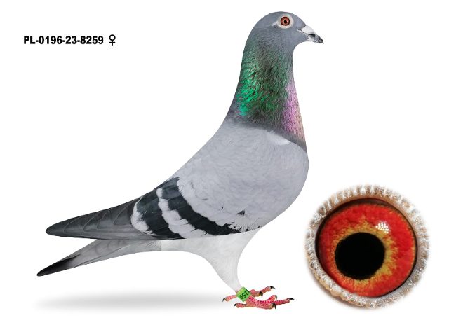 PL-0196-23-8259 8259