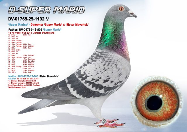 DV-01769-1192-25 'D-Super Mario'