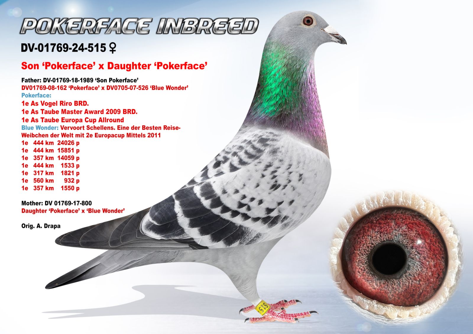 DV-01769-515-24 'Pokerface Inbreed'