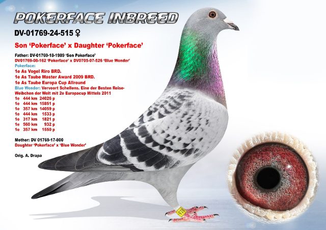 DV-01769-515-24 'Pokerface Inbreed'