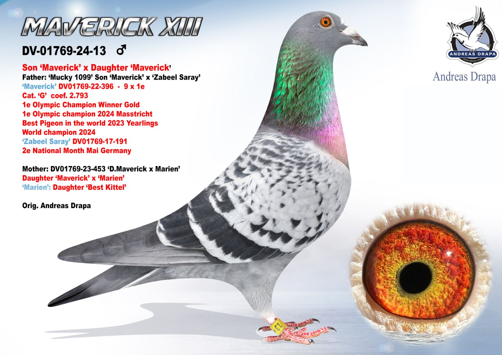 DV-01769-24-13 'Maverick 13'