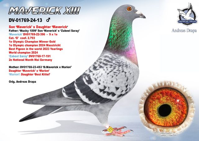 DV-01769-24-13 'Maverick 13'