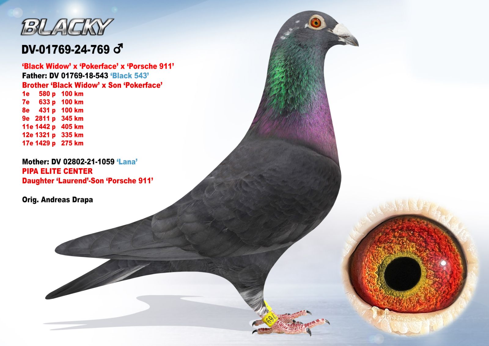 DV-01769-769-24 'Blacky'