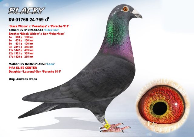 DV-01769-769-24 'Blacky'