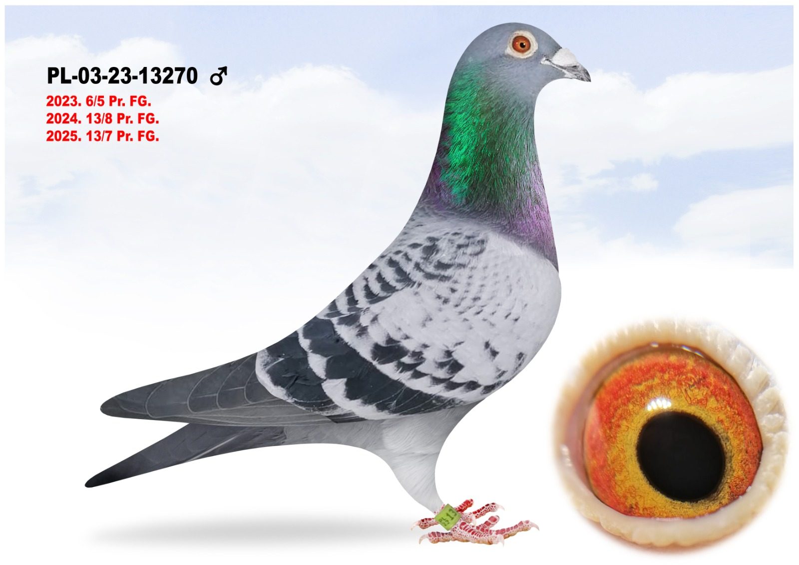 Лот 6 «13270»